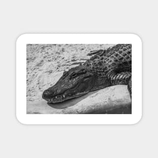 Relaxing Alligator black and white Magnet