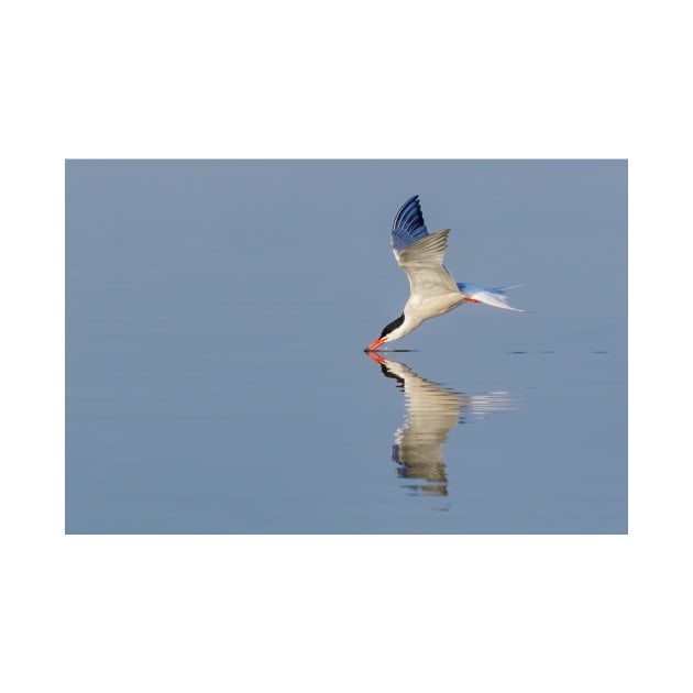 Common Tern Drinking by jforno