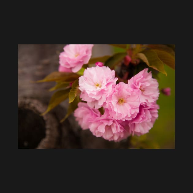 Cherry Blossoms in Bloom in New York City by wlotus