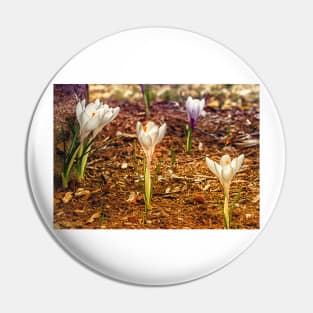 Spring Crocus 3 Pin