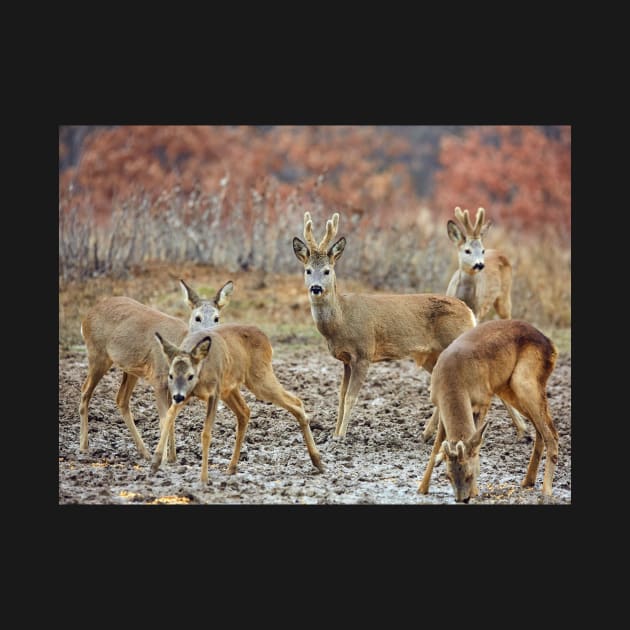 Roe deer family by naturalis