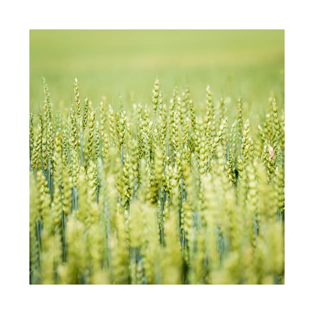 Common Wheat by ansaharju