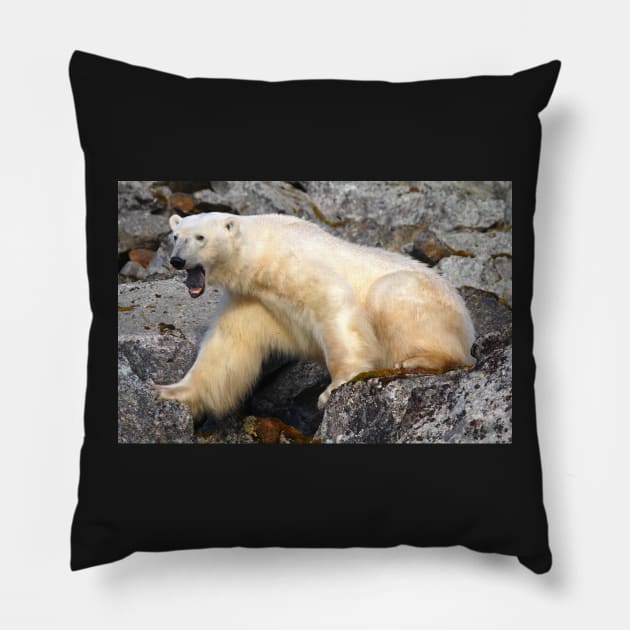 Polar bear in a Spitzberg fjord Pillow by mjoncheres