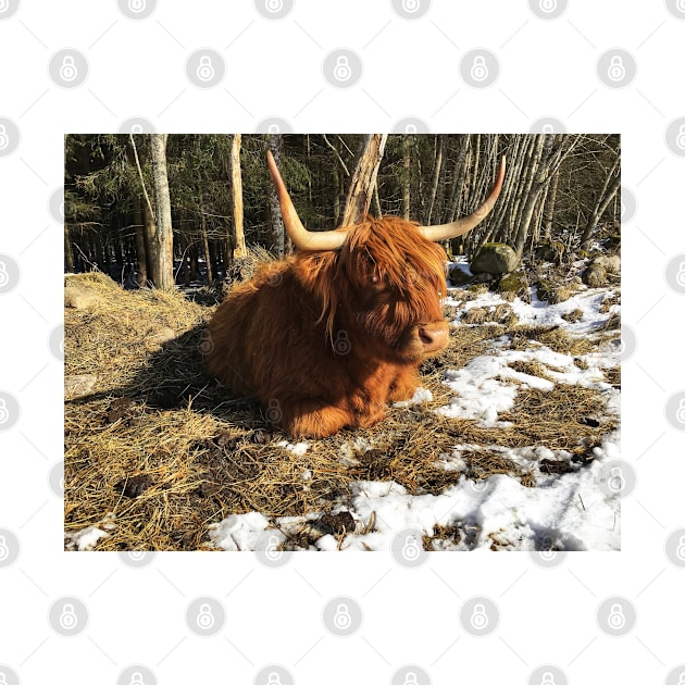 Scottish Highland Cattle Cow 2343 by SaarelaHighland