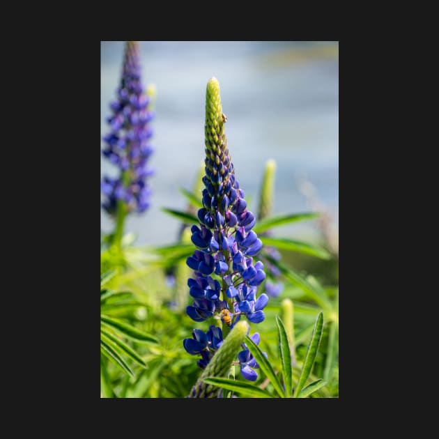 Two purple lupin flowers. by sma1050