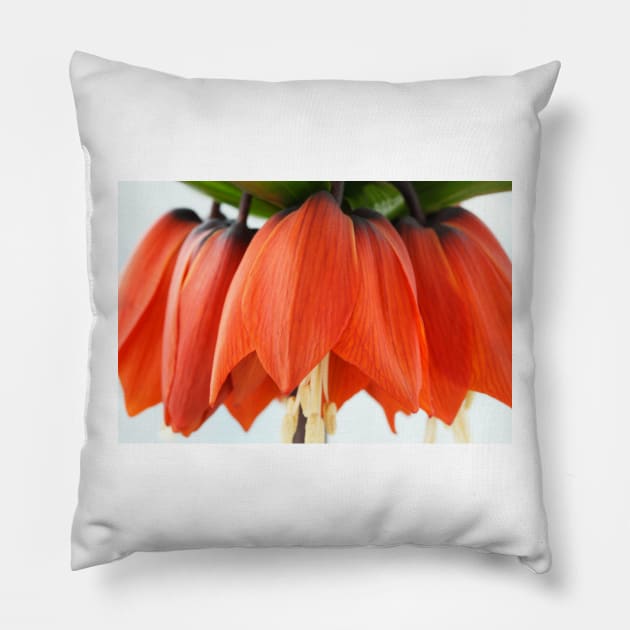 Fritillaria imperialis  &#39;Rubra&#39;  Crown imperial  Fritillary Pillow by chrisburrows