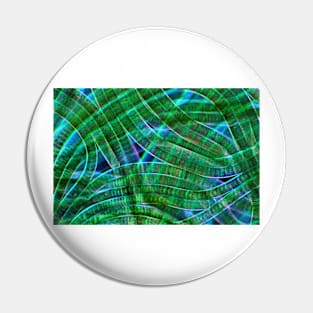 Oscillatoria cyanobacteria, micrograph (C028/9169) Pin