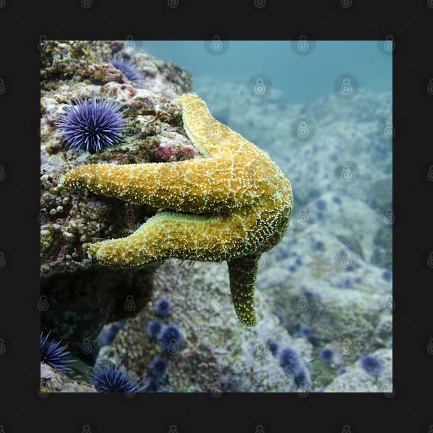 Starfish Underwater by StylishPrinting