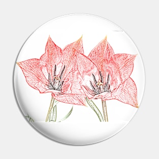 Tulipa linifolia  Flax-leaved tulip  Miscellaneous tulip Artistic filter applied to photo Pin