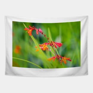 Close-up of crocosmia flowers Tapestry