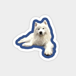 Samoyed Looking Good! Magnet