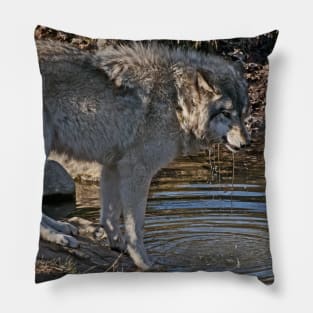 Timber Wolf By Pond Pillow