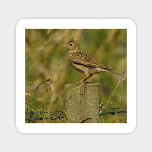 skylark Magnet