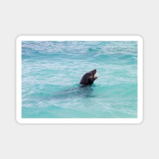 Sea Lion Swimming in Crystal Clear Blue Water Magnet