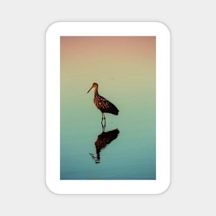 Limpkin at Sunset Magnet