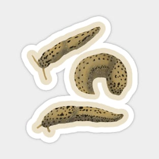 Leopard Slugs Magnet