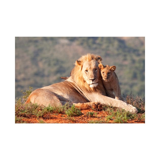 Lion father and son by Melissa Peltenburg Travel Photography