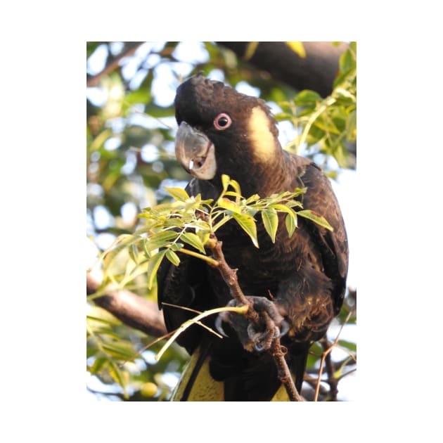 Yellow-tailed Black Cockatoo by kirstybush