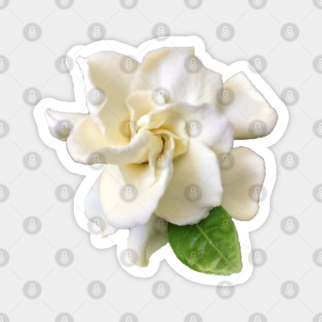 Gardenia Close-up Magnet by InalterataArt