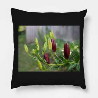 Multicolored Flower Buds 2 Pillow