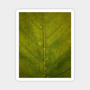 Leaf - HD Nature Magnet