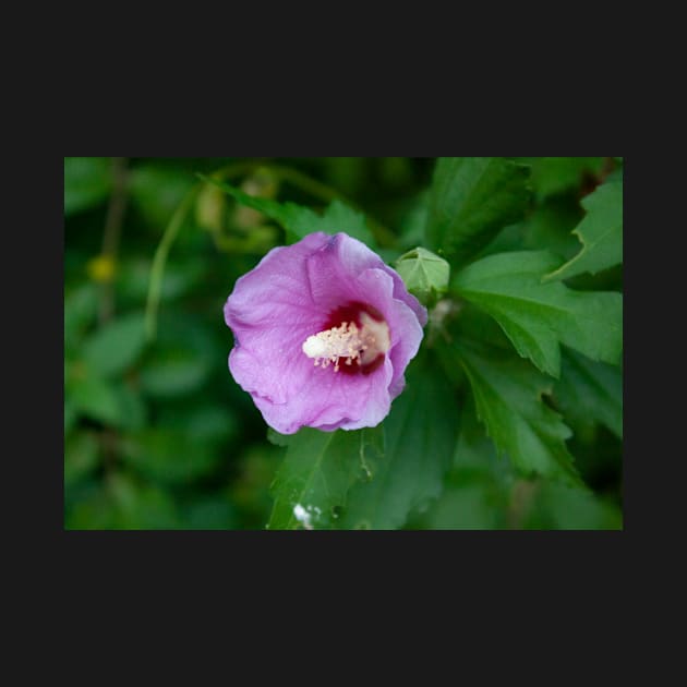 Pink hibiscus flower by Beccasab photo & design