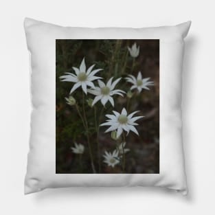 Flannel Flowers in Oatley Park Pillow