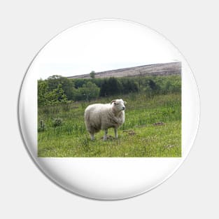 Sheep Pin