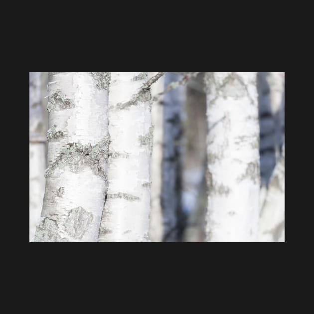 Birch by ansaharju