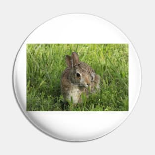 Bunny Rabbit shot closeup in the green grass Pin