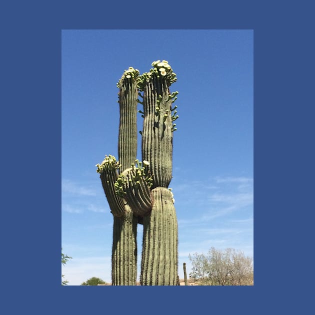 Cacti couple by littlebird