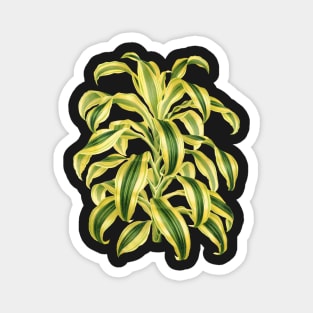 Dracaena reflexa ‘Variegata’ - botanical illustration Magnet