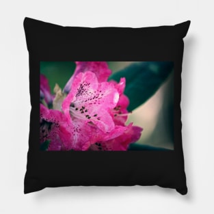 Pink Rhododendron Bloom Pillow