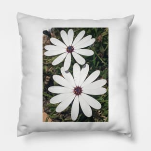 Blossoming White Osteospermum Flowers Pillow