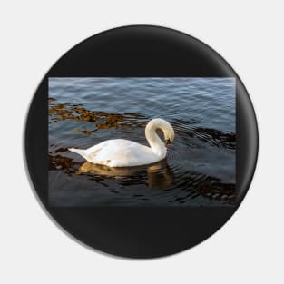 White swan on the water Pin