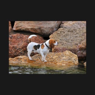 Cute Beagle T-Shirt