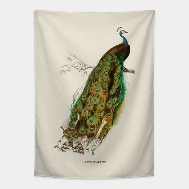 Peacock Antique Naturalist Illustration Tapestry by Antiquated Art