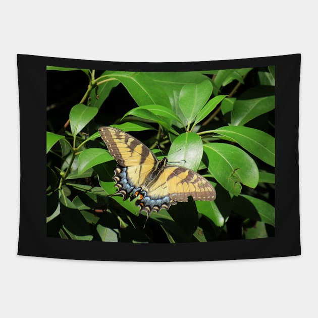 Sunbathing Swallowtail Tapestry by ToniaDelozier