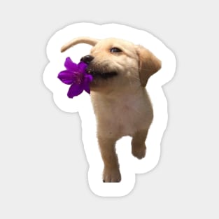 Yellow labrador holding flower Magnet