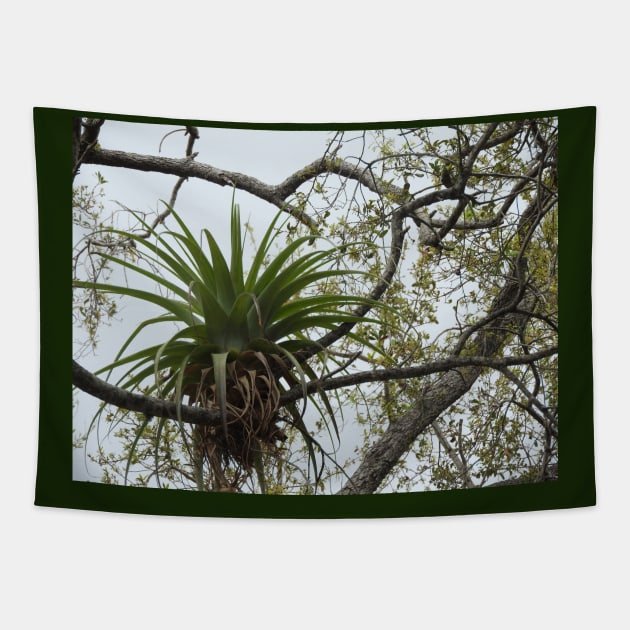 Air-plant Tapestry by makes_me_happy_photography