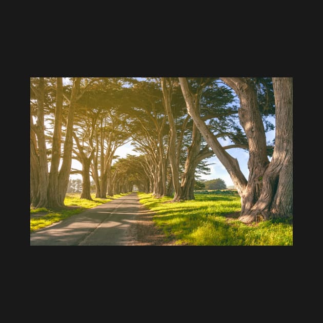 Cypress Tunnel by jvnimages