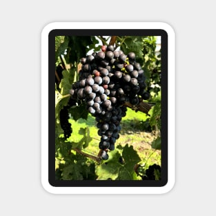 A ripe cluster of sweet and delicious merlot grapes. Magnet