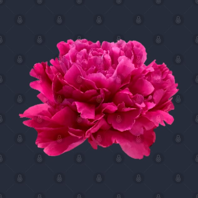 Hot Pink Peony Close-up by InalterataArt