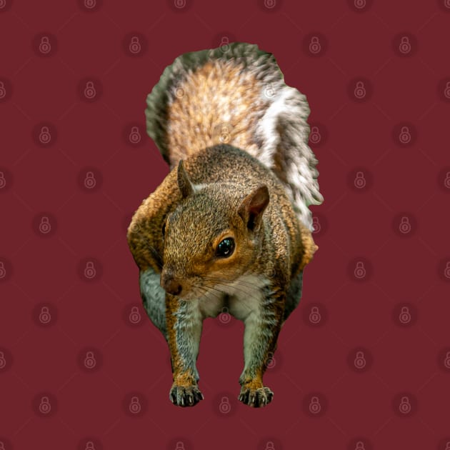 Grey Squirrel by dalyndigaital2@gmail.com