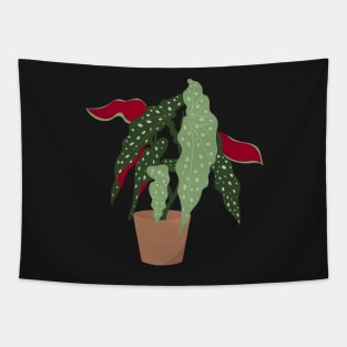 Begonia maculata plant in a pot Tapestry