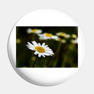 White camomile in the dark Pin