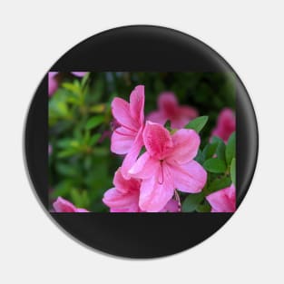Cluster of Pink Flowers 3 Pin