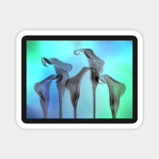 Five Calla Lilies in blue and green Magnet