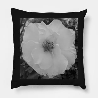 Floribunda Rose Flower Vanilla Pillow