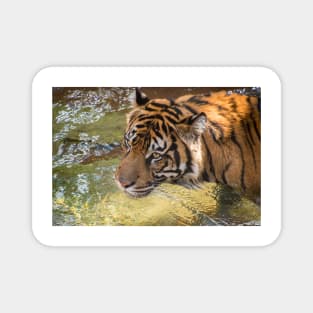 Tiger playing in some water Magnet